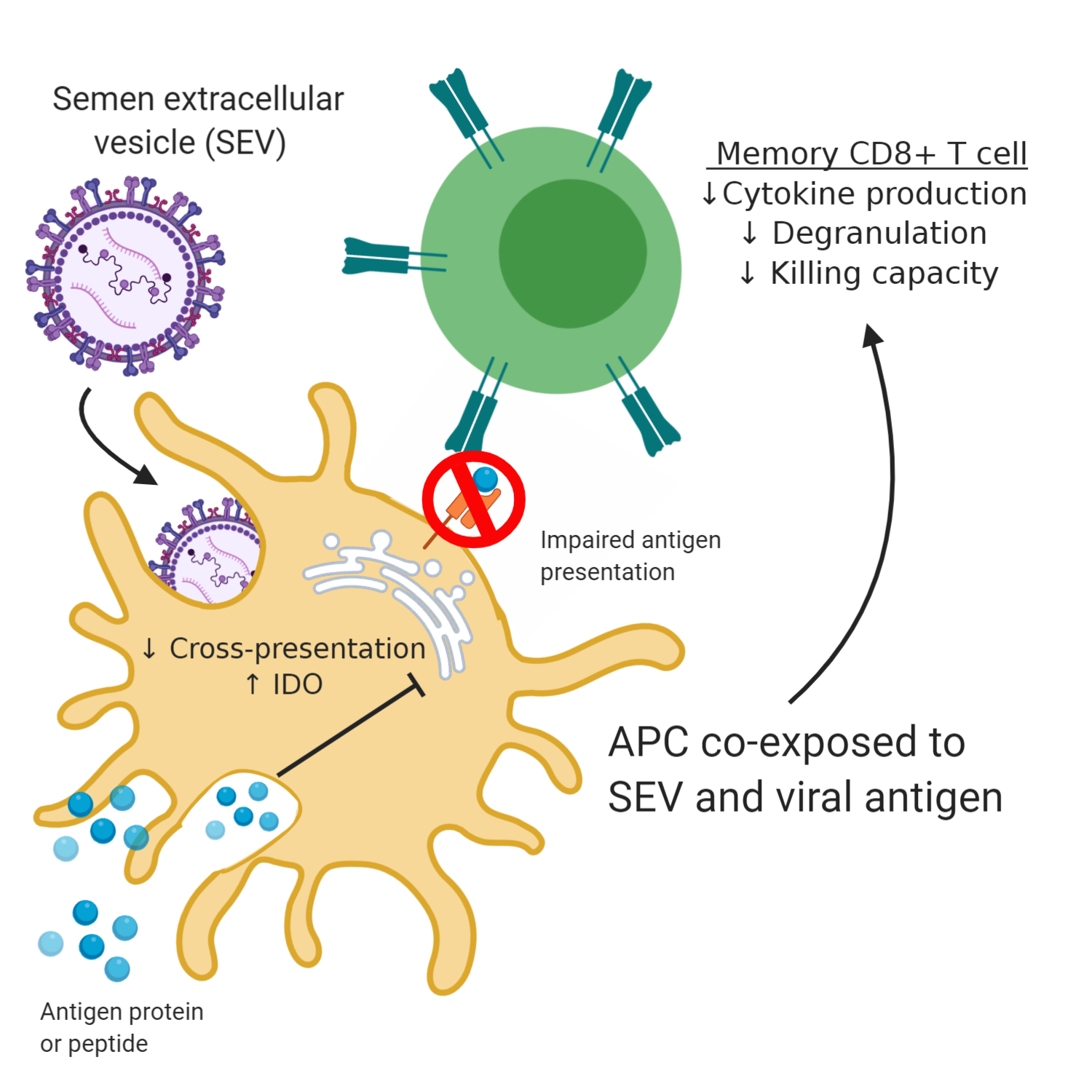 Opposing immunologic requirements in the female genital tract Fred